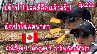 [ep.222]🇨🇦เข้าป่า หาผักเสี้ยนป่า ผักกูดป่า กระเทียมป่า เจอดีอีกแล้วจร้า โชคใหญ่หล่นทับแท้ๆ