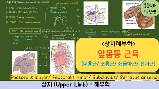 상지해부_앞몸통근육_대흉근/소흉근/쇄골하근/전거근