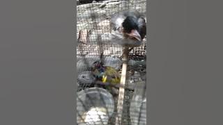 Kolibri wulung vs kutilang