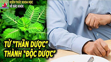 Thần dược giải độc mát gan nhưng không dành cho tất cả mọi người