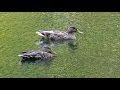 Городские дикие утки. Wild ducks