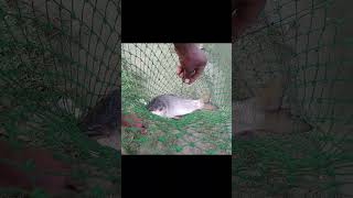 Best fishing videos।। Rui fishing video bigfishingvideo fishing hook_fishing  মাছ