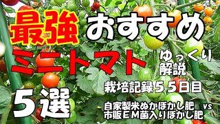 【ゆっくり解説】最強ミニトマト５選。【有機・無農薬・２本仕立て栽培】おまけで、シシトウも有り。６月３０日