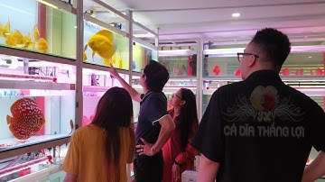 Gần 5000 Con Cá Dĩa Về Cá Cảnh Thắng Lợi Mùa Tết Giảm Giá 50% | Cá Dĩa Thắng Lợi