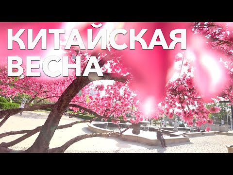 В КИТАЕ САМАЯ КРАСИВАЯ ВЕСНА . ЦВЕТЕНИЕ САКУРЫ