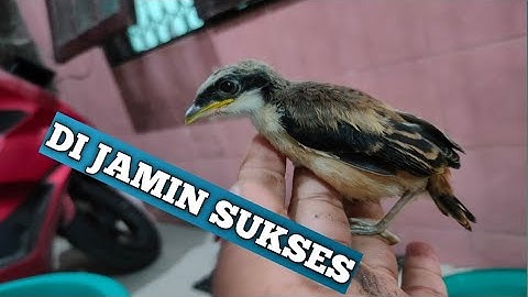 Perawatan Dasar Anakan Burung Cendet (Anti Gagal)...