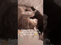 Kitty buddies #cutecatshorts #shortsvideo #kitty #cutekitty #catshorts #kitten #fosterkitten