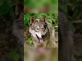 The Brotherhood Between Wolves and Lions Across Species!🦁🐺#shorts #movie #video
