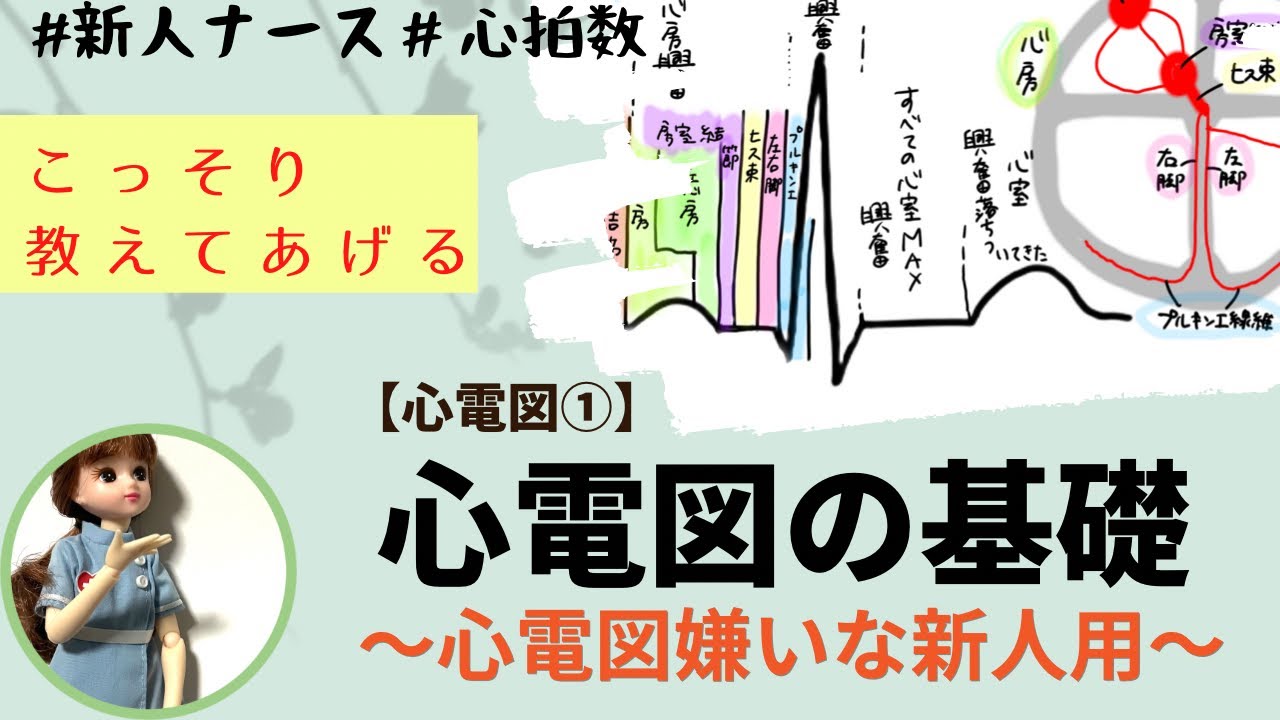 【心電図読み方①】新人ナースよく聞くんだ！基本の無視はダメ#心拍数#正常値#刺激伝導系