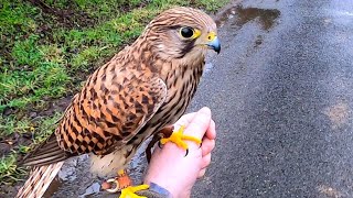 Kez The wild Kestrel rescue Story