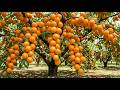 How Aprium Is Grown – From Flowering to Giant Ripe Aprium Fruits on the Tree