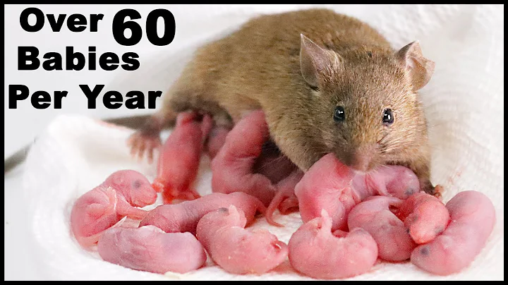 Mouse Gives Birth To 14 Babies On Camera During a Thumbnail Photoshoot. Mousetrap Monday - DayDayNews