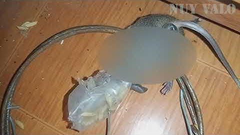 Bắt chuột trong 1 nốt nhạc, Cách bẫy chuột nhanh nhất, Loại bẫy chuột hiệu quả nhất | Nuy Valo