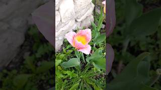 Тюльпаны,простой весенний цветок!Такой красивый!🌷🥰❤️ #деревня #природа .#тюльпаны #цветы #сад #лето