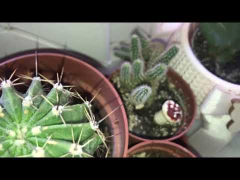 Video: Matucana kaktus bitkisi haqqında məlumat: Matucana kaktus növlərinə necə qulluq etmək olar