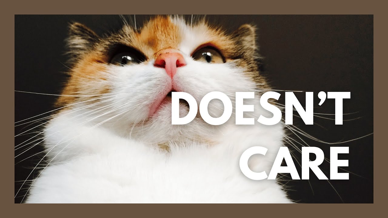 What Happens When You Yell At Your Cat Youtube 