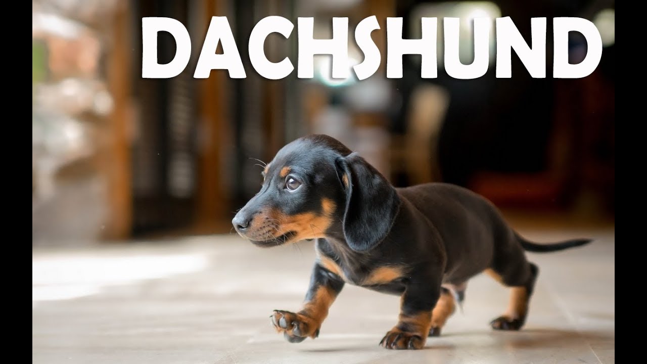 All About Dachshund Origin, LifeSpan, Grooming, Training etc YouTube