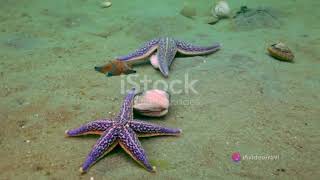 Starfish: The Stars of the Sea