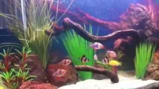 Оформление аквариума(Аквариум с искусственными растениями www.aquarium-pro.ru., 2014-05-25T20:20:30.000Z)