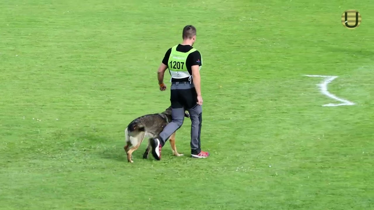 Dirk Wernet mit dem Rüden Felin vom alten Grenzhof im Schutzdienst