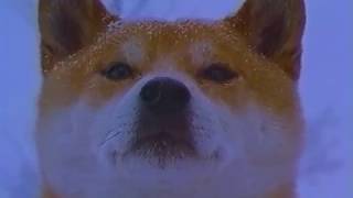toj ice