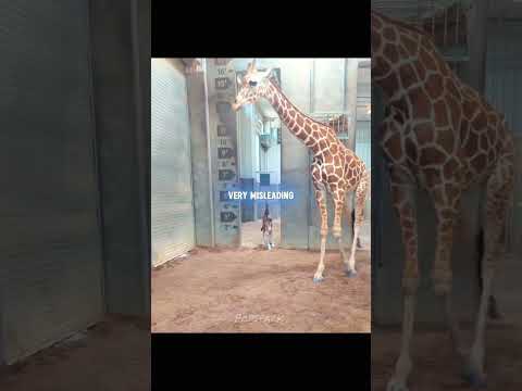 This Baby Giraffe Is Already 5 Feet Tall!