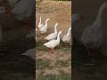 Mahka karenge hum #duck #pets #animals