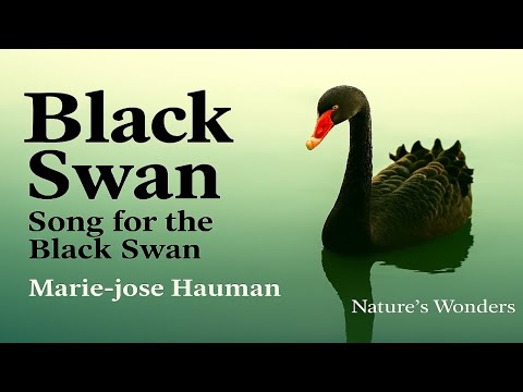 Black Swan Blackswan Natureswondersmariejosehauman Newsong Natureinspired Animalsong 