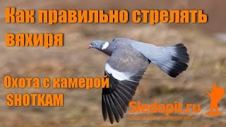 Как стрелять голубя вяхиря? НОВЫЕ ВИДЕОПРИМЕРЫ!!!