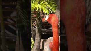 Flamingo Memes / Pulp Fiction Song