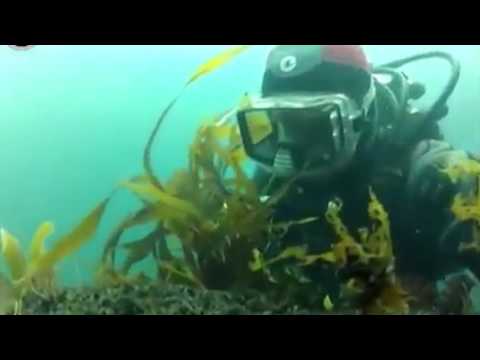 морская капуста в чёрном море морская капуста в чёрном море
