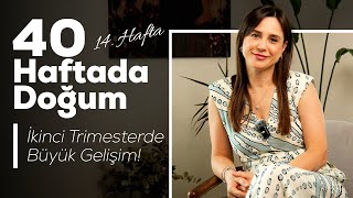 14. hafta gebelik videosu
