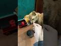 Thank you for 1 MILLION GIMME SNACK kasih makan kucing ❤️🐱 #cat #animation #kucing #ytshorts