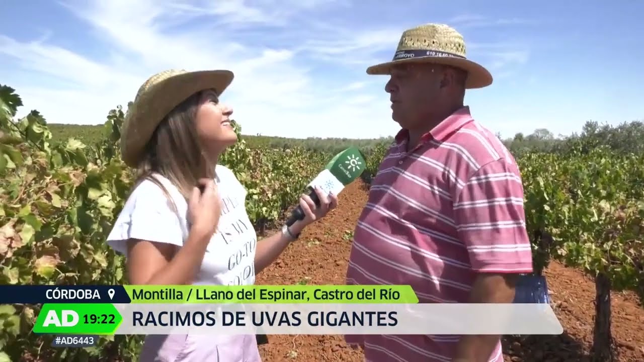 El Concurso Provincial de Racimos de Uva de Llano del Espinar es noticia en 'Andalucía Directo'