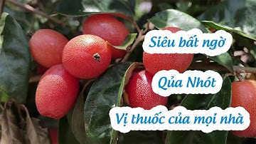 Siêu bất ngờ | công dụng | QUẢ NHÓT