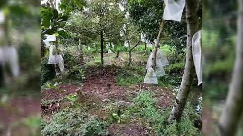 Túi bọc mít bằng lưới cước thái lan , siêu bền và hiệu quả | cung cấp bởi cty Mai Dung |