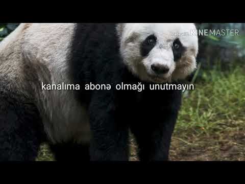 Video: Niyə Panda Çinin Simvollarından Biridir