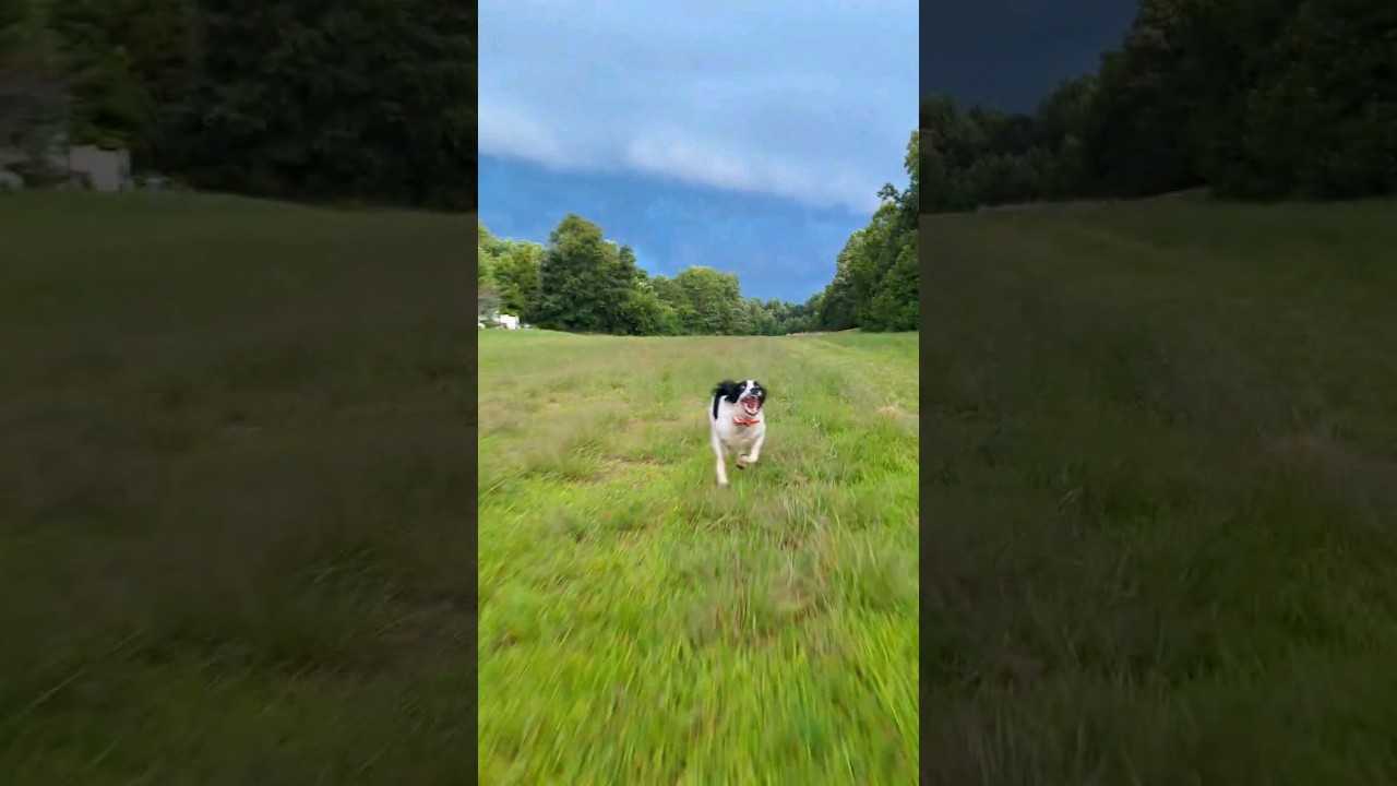 Moment Dog tries to out run the storm captured by drone 2023