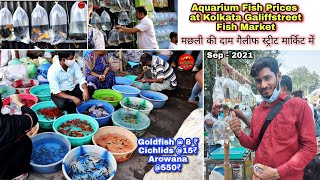 Worlds Biggest Aqurium Fish Market Galiff Street Pets Market Kolkata - Aquarium Fish with price
