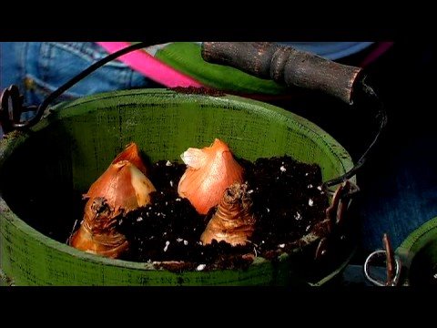 Planting & Growing Flower Bulbs : How to Plant Bulbs in Containers - YouTube