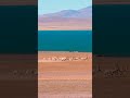 Real Footage Of Tibetan Antelopes Running At Full Speed 实拍藏羚羊的加速度奔跑 Animal 跟着图尔去旅行 Real Footage Of Tibetan Antelopes Running At Full Speed 实拍藏羚羊的加速度奔跑 Animal 跟着图尔去旅行