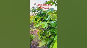 Cây Nhãn Long xưa cây choai đang trái | 0386569374 - Ngọc Ngân Bến Tre | Chuyên cây độc lạ