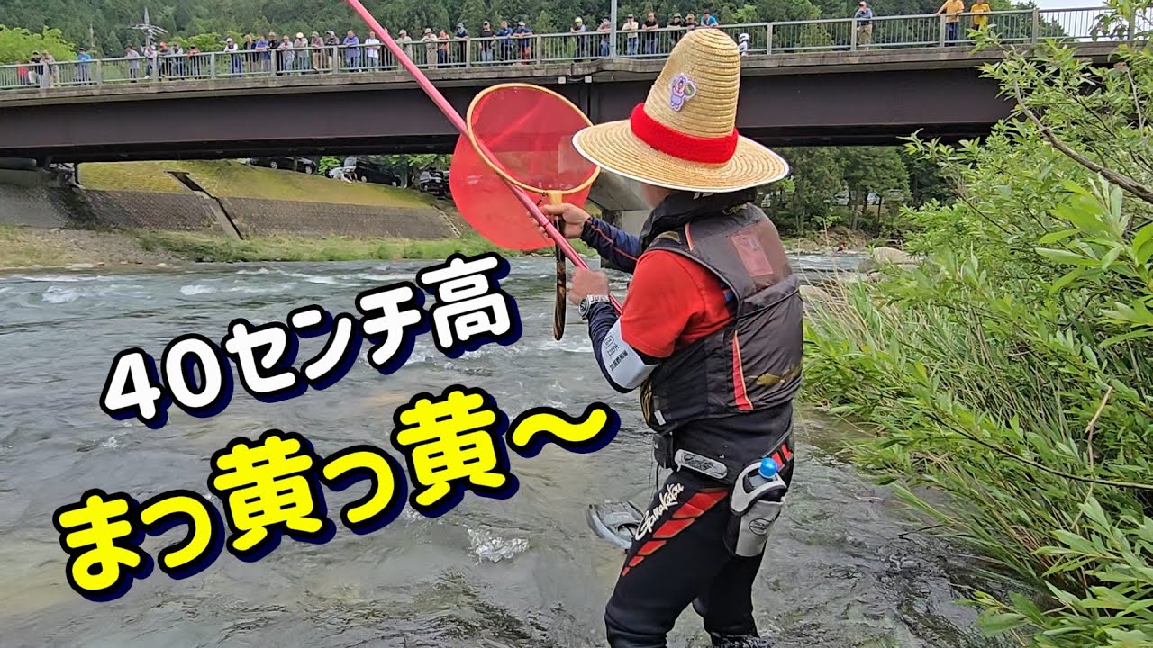 【４０センチ高、水温１８度　アユは真っ黄っ黄】成育調査　付知川「恵那漁協」