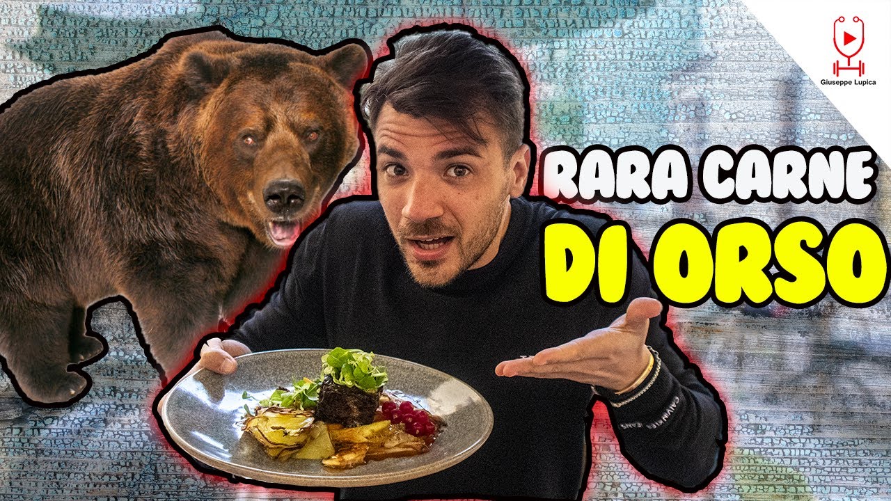600€ AL KG ASSAGGIO LA CARNE DI ORSO COSTOSO YouTube 600€ AL KG ASSAGGIO LA CARNE DI ORSO COSTOSO YouTube