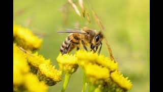 Suara Lebah Berdengung