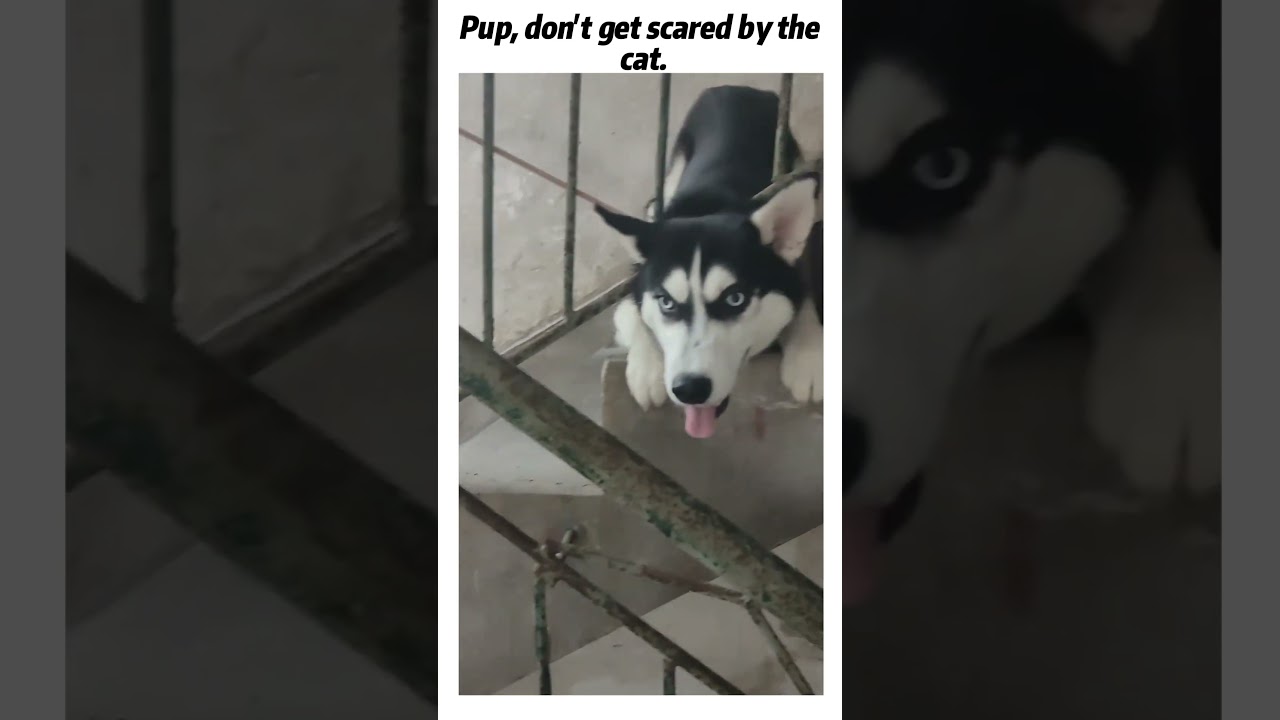 Pup’s actually scared of cats.