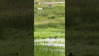 Dos patos se agarran de sus patitas… ¡Nunca habíamos visto algo así! ??