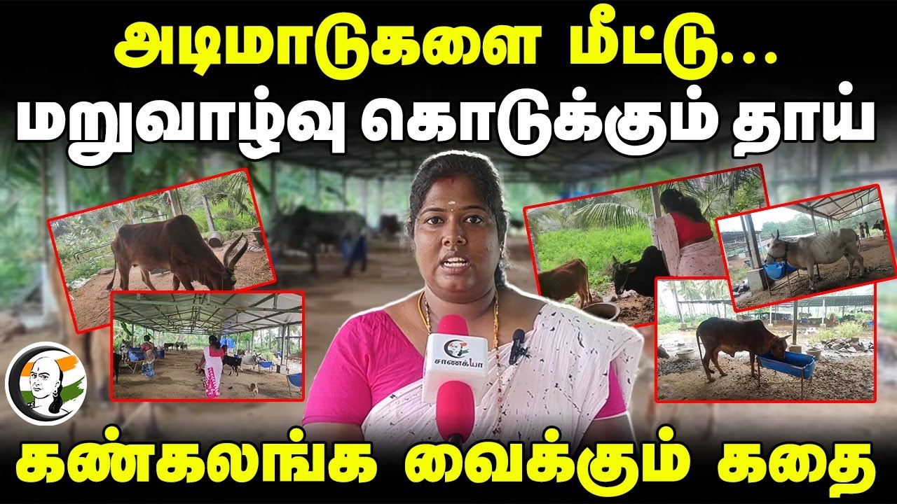 அடிமாடுகளை மீட்டு.. மறுவாழ்வு கொடுக்கும் தாய்.. கண்கலங்க வைக்கும் Story | Salem