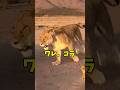 【あるあるかな…】#ライオン #lion #家族 #子育て #あるある #かわいい #可愛い #野生動物 #野生 #母親 #偉大 #アフレコ