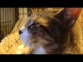 Cats and dogs do not need to kill.........Peter Caine dog training Cats and dogs do not need to kill.........Peter Caine dog training